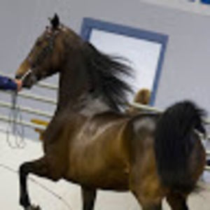 Meet your Posher, Maureen